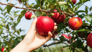 hand-picking-apples